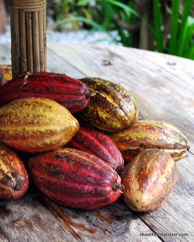 cocoa seeds