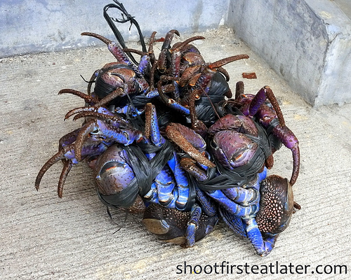 Coconut Crabs