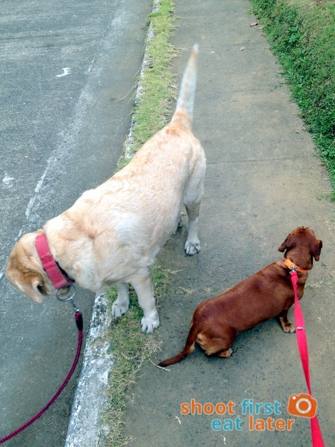 labrador, Chocnut and dachshund, Coffee
