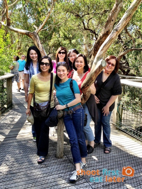 the Koala Conservation -018