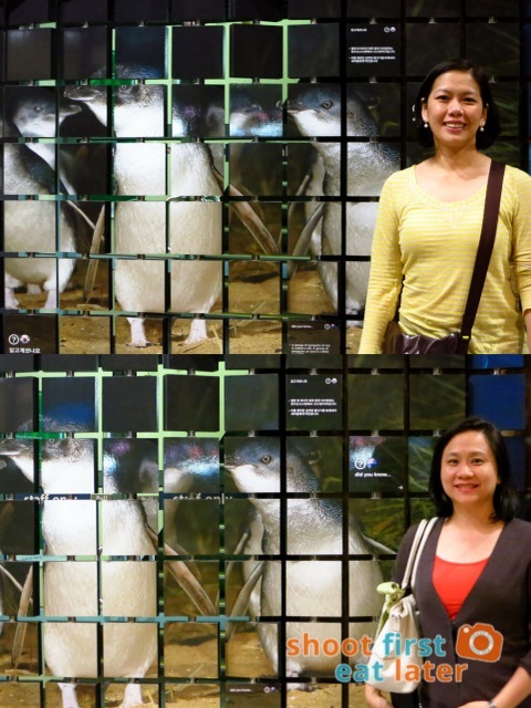 Phillip Island Penguin Parade-004