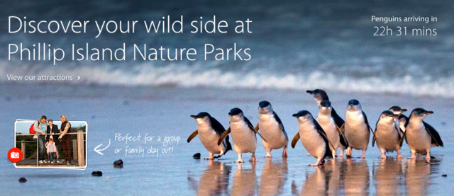 Phillip Island Penguin Parade-008