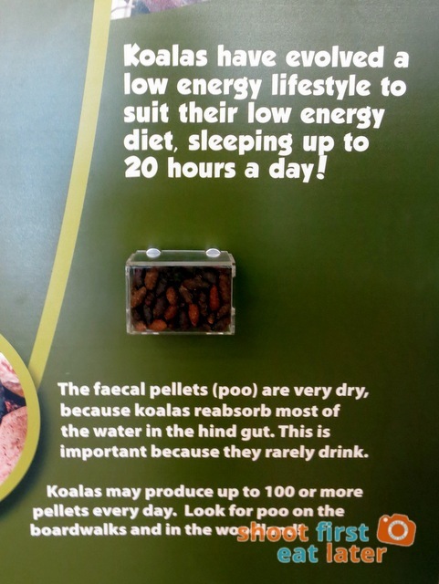 the Koala Conservation -004