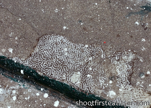 San Carlos Borromeo Church, Mahatao, Batanes-3