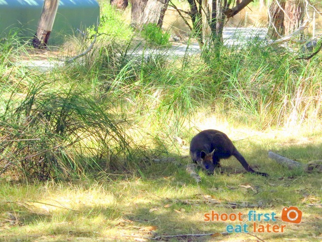 the Koala Conservation -017