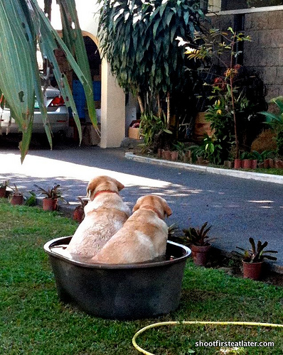 Labs in a tub-2