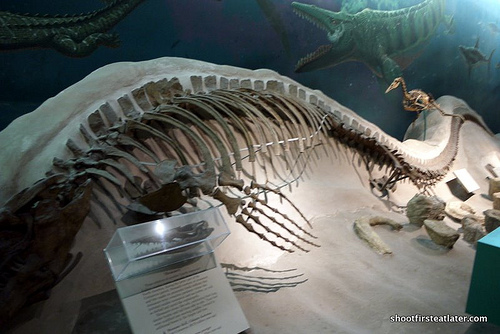 National Museum of Natural History-8