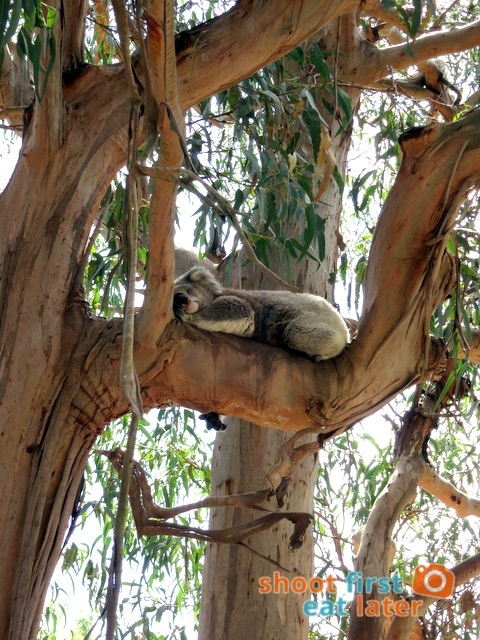 the Koala Conservation -008