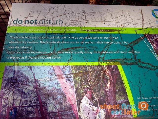 the Koala Conservation -010